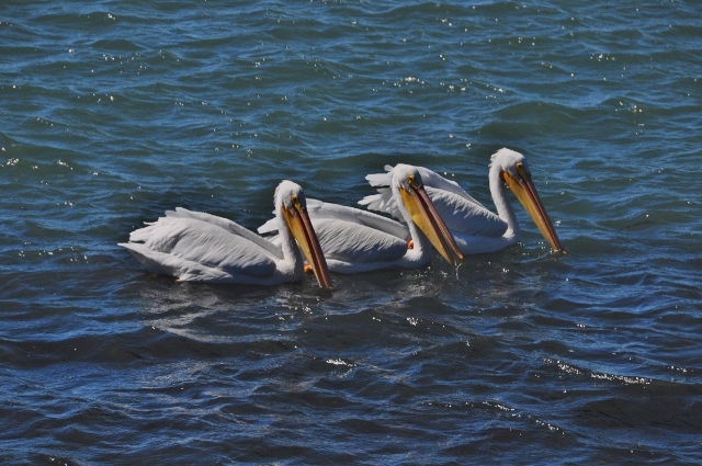 white pelicans